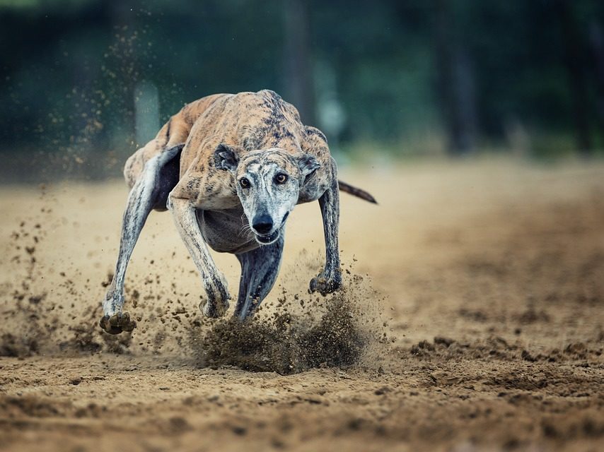 galgo espanol