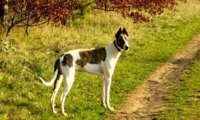 galgo hungaro