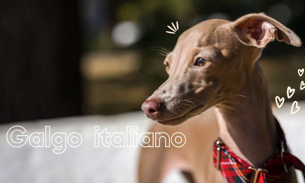 galgo italiano