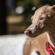 galgo italiano