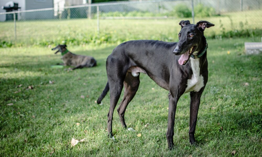 galgo polaco