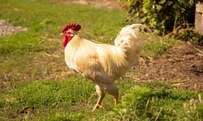 gallos gallinas