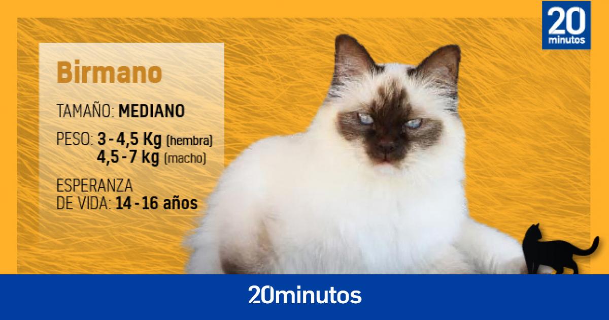 gato birmano