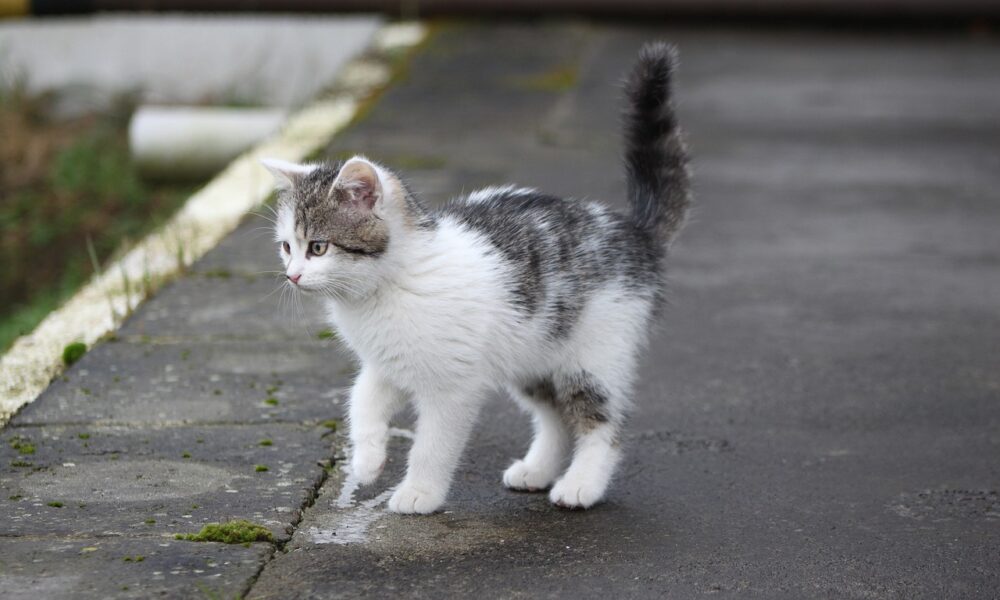 gato pequeno