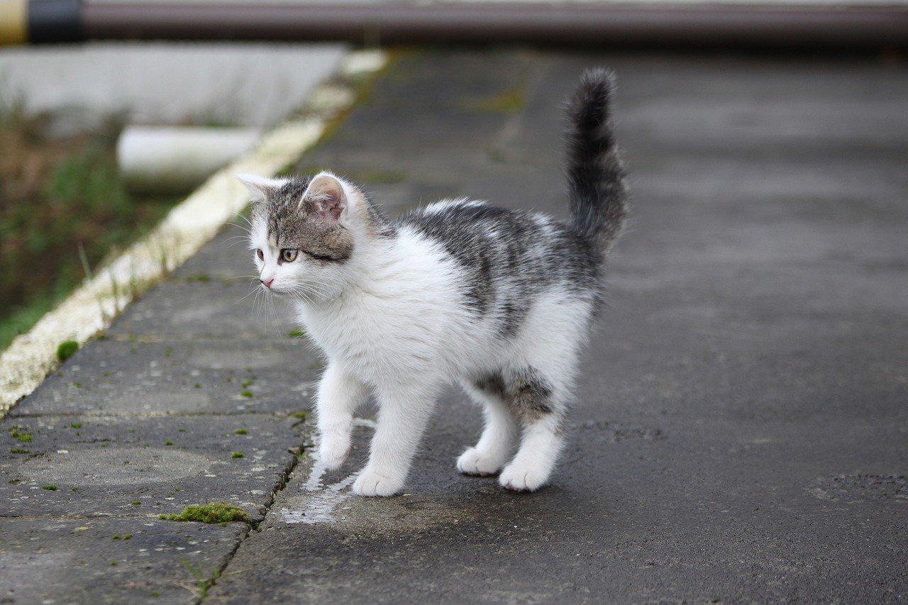 gato pequeno