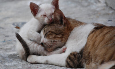 gatos callejeros