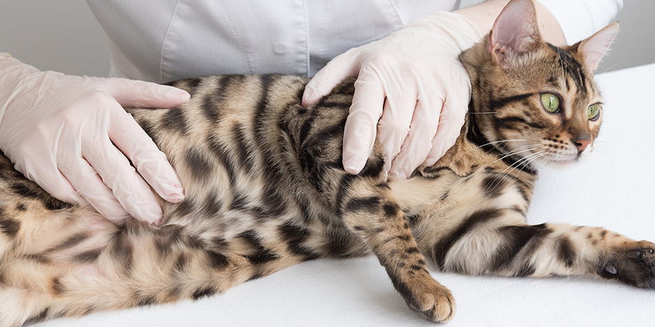 gatos esterilizados