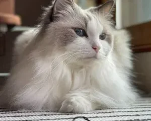 gatos ragdoll