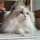 gatos ragdoll