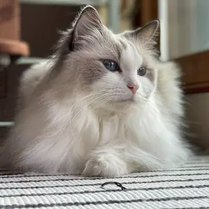 gatos ragdoll