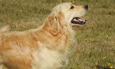 golden retriever