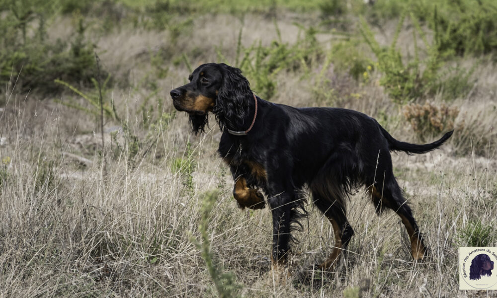 gordon setter