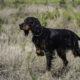 gordon setter