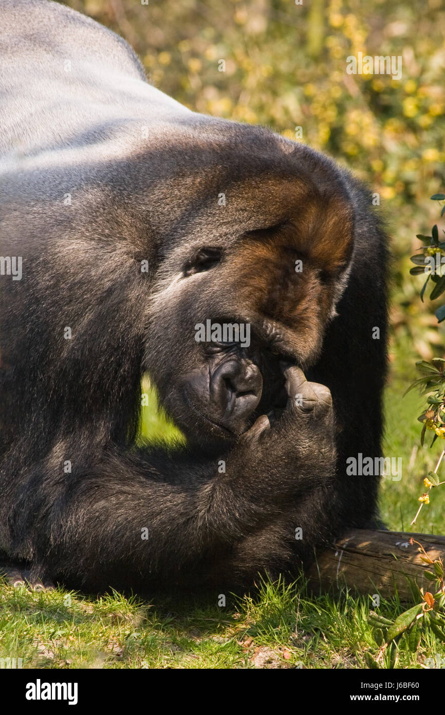 gorilas animales