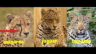 guepardo leopardo