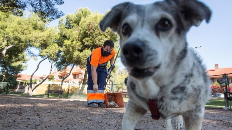 Todo Lo Que Debes Saber Sobre El Tipo De Heces En Perros Gu A Completa