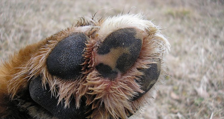 hongos almohadillas