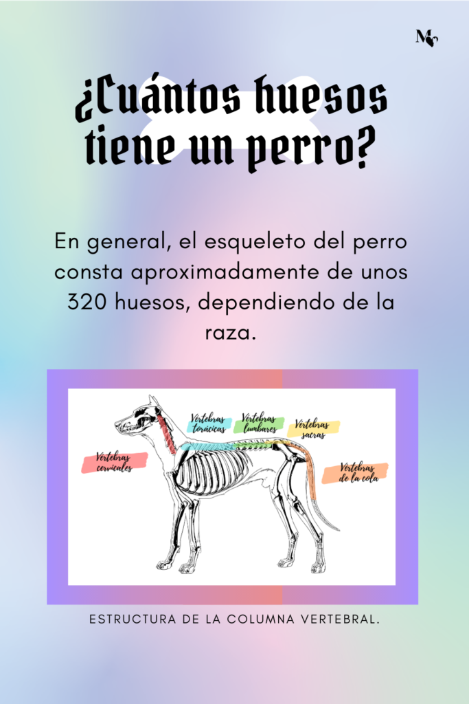 La anatomía canina al descubierto ¿Cuántos huesos tiene un perro? Todo sobre tu mascota