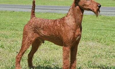 irish terrier