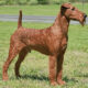 irish terrier