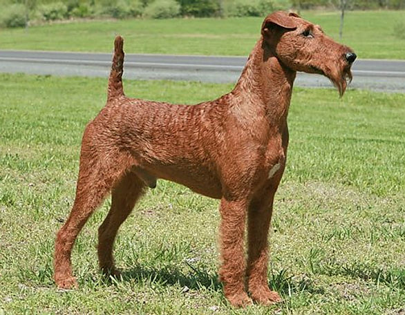 irish terrier