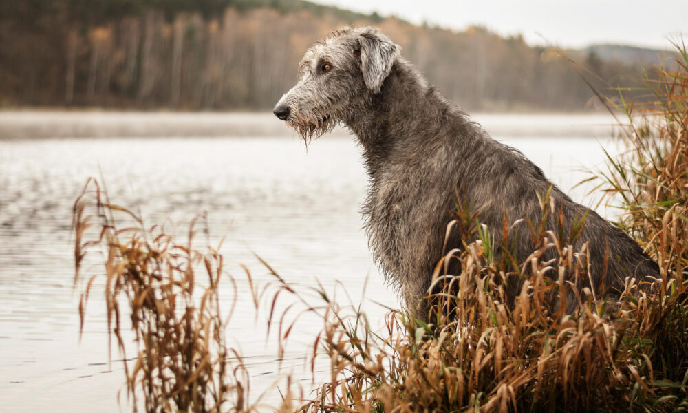 irish wolfhound