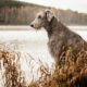 irish wolfhound