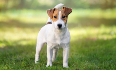 jack russell