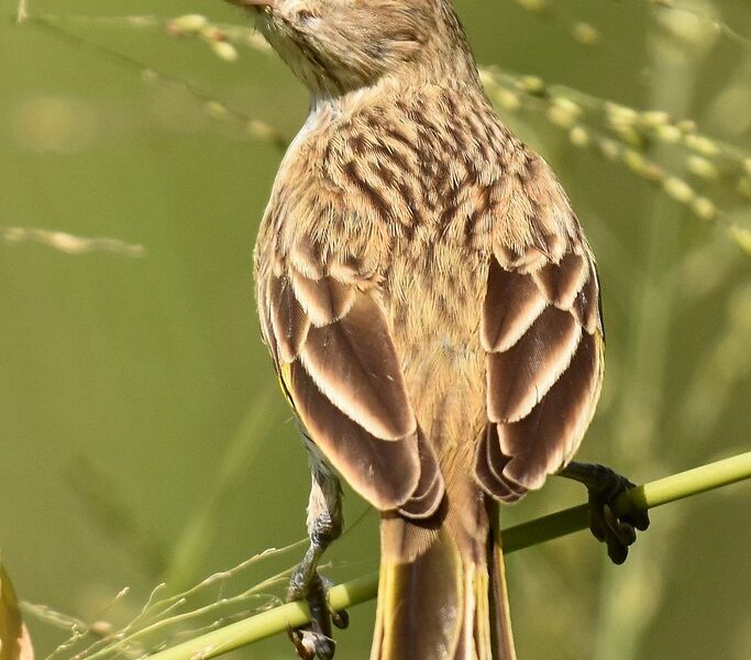 jilguero argentino