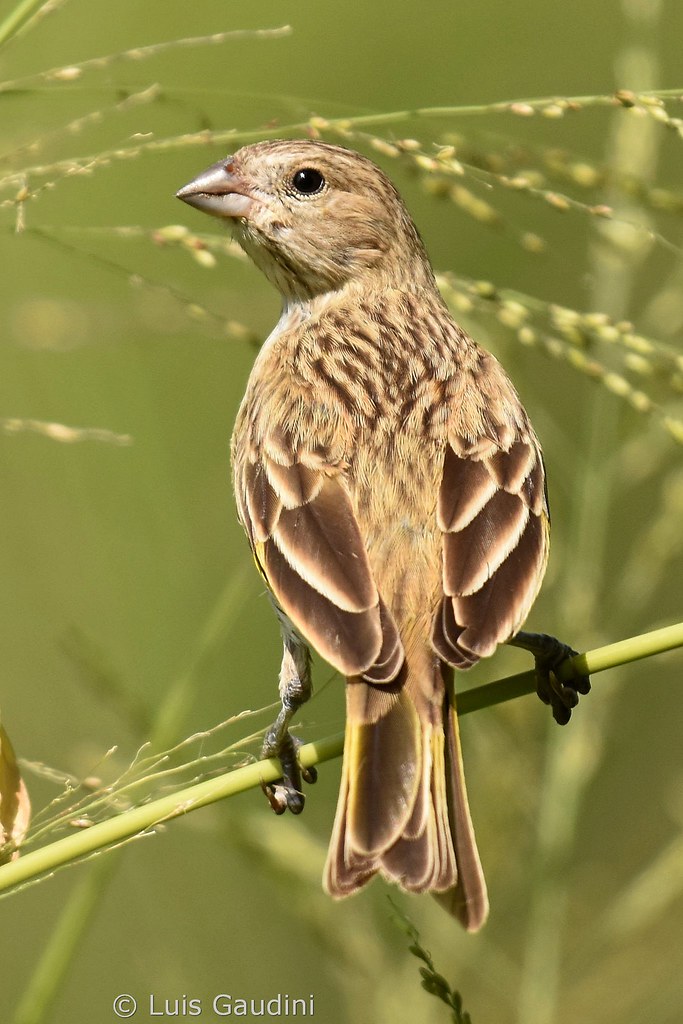 jilguero argentino