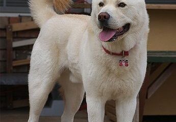 jindo coreano