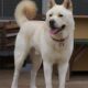 jindo coreano