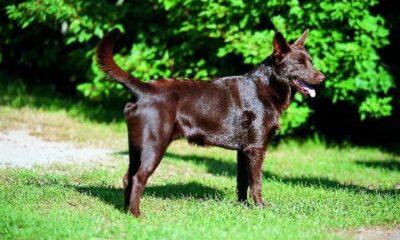 kelpie australiano