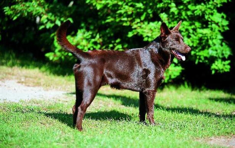 kelpie australiano