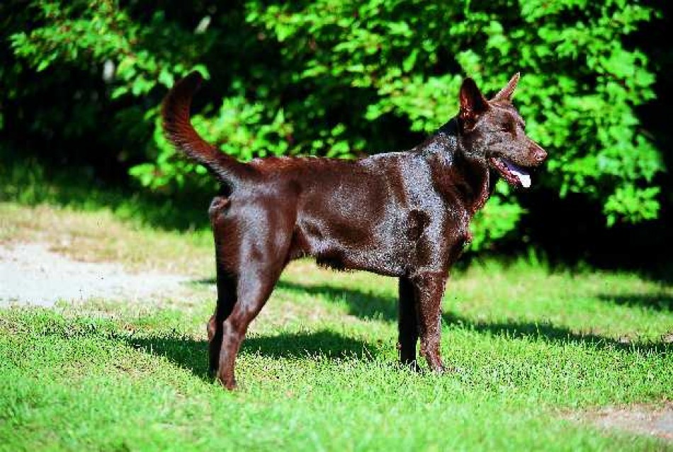 kelpie australiano