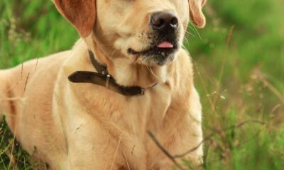 labrador retriever