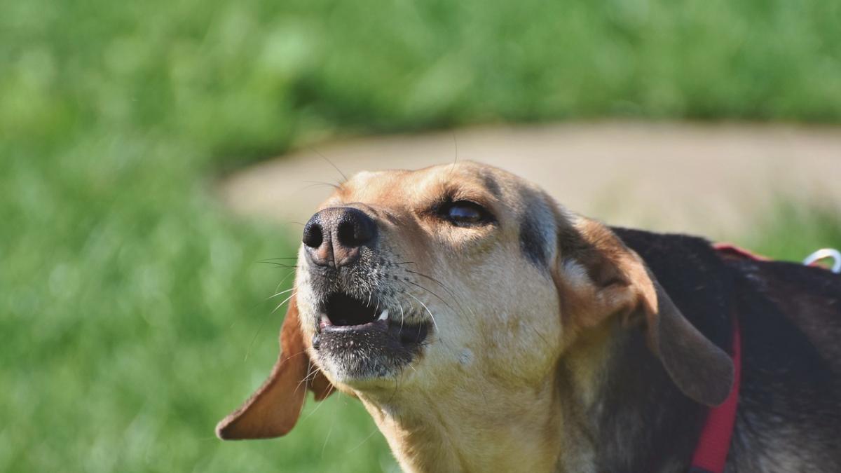 ladridos perro