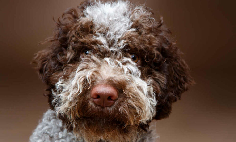 lagotto romagnolo