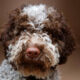 lagotto romagnolo