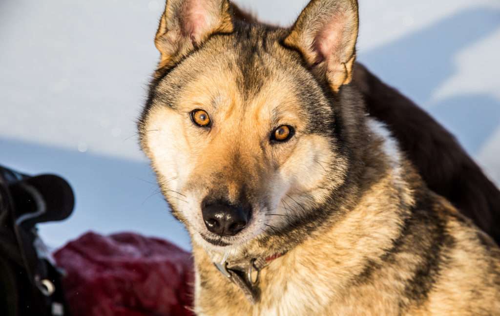 laika siberia