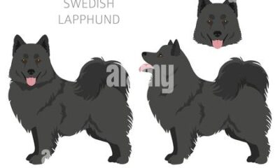 lapphund sueco