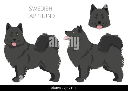 lapphund sueco