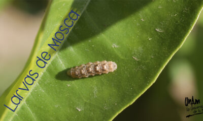 larvas mosca