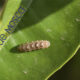 larvas mosca