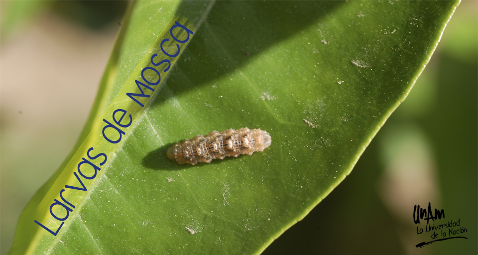 larvas mosca