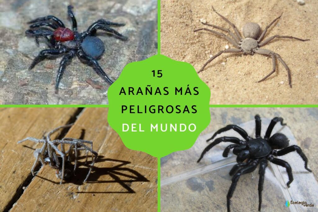 Todo lo que debes saber sobre la reproducción de las arañas - Todo ...