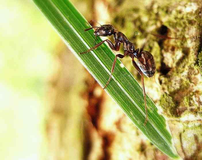 las hormigas