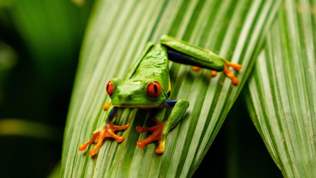 Descubre las sorprendentes curiosidades de las ranas que te dejarán ...