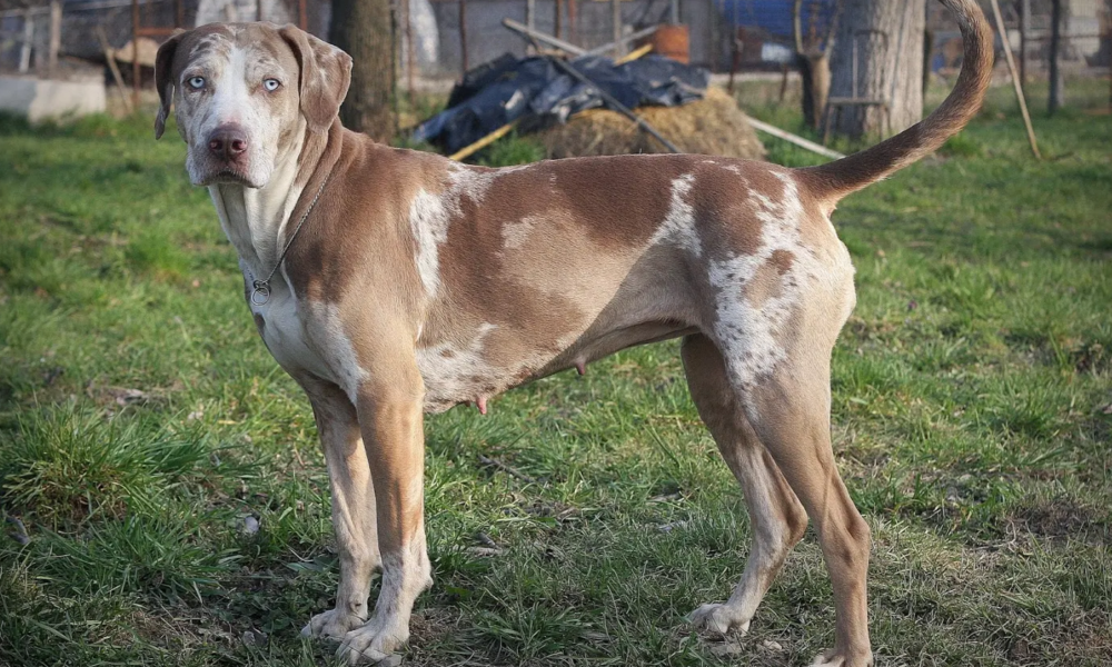 leopardo catahoula