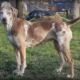 leopardo catahoula